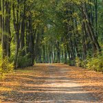 chemin de foret